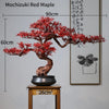 Artificial Bonsai Tree: Immortal Welcoming Pine for Home & Living Decor - Homebound Essentials