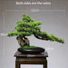Artificial Bonsai Tree: Immortal Welcoming Pine for Home & Living Decor - Homebound Essentials
