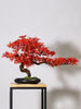 Artificial Bonsai Tree: Immortal Welcoming Pine for Home & Living Decor - Homebound Essentials