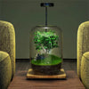 MossyMason: Creative Glass Terrarium Vase for Succulents and Hydroponics - Homebound Essentials