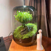 MossyMason: Creative Glass Terrarium Vase for Succulents and Hydroponics - Homebound Essentials