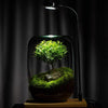 MossyMason: Creative Glass Terrarium Vase for Succulents and Hydroponics - Homebound Essentials