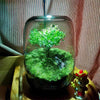 MossyMason: Creative Glass Terrarium Vase for Succulents and Hydroponics - Homebound Essentials