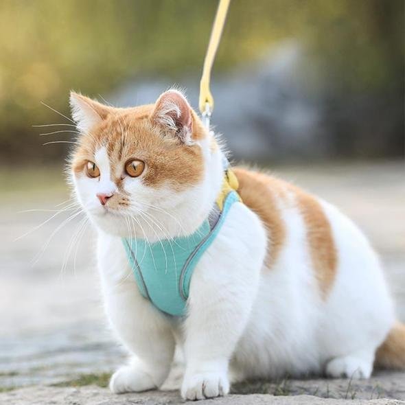 PawProwl - Escape Proof Cat Vest Harness and Leash Set - Homebound Essentials